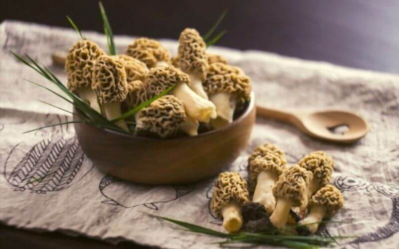 can you freeze morel mushrooms