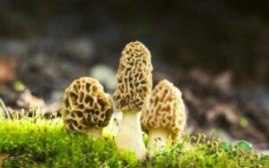 freezing morel mushrooms