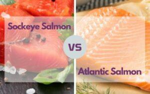 sockeye salmon vs atlantic salmon