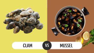 clam vs mussel