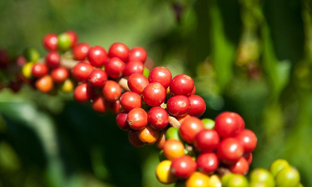 Best Kona Coffee: Buying Guide And Reviews 1