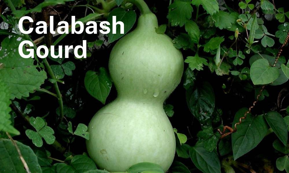 calabash gourd