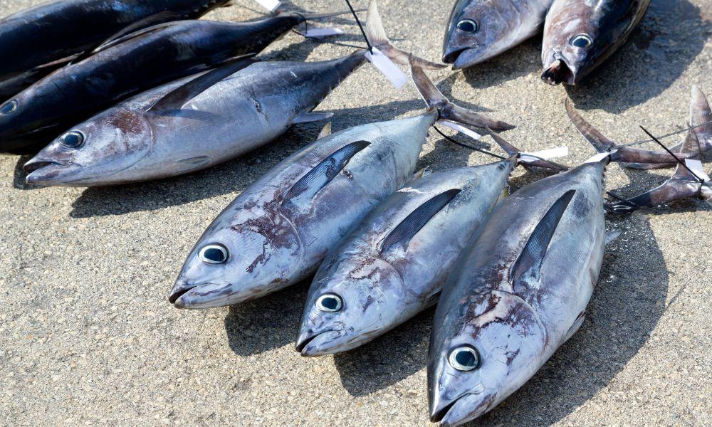 The Raw Albacore Extravaganza: Your Ultimate Guide to Savoring the Sea