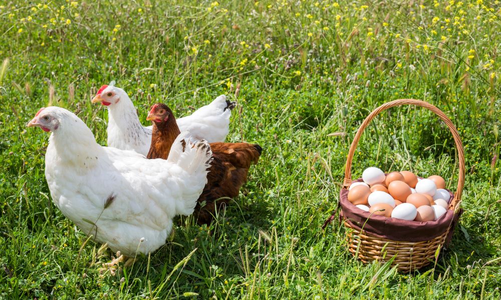 Unlocking the Shelf Life Secrets: How Long Do Organic Eggs Last in the Fridge? 2