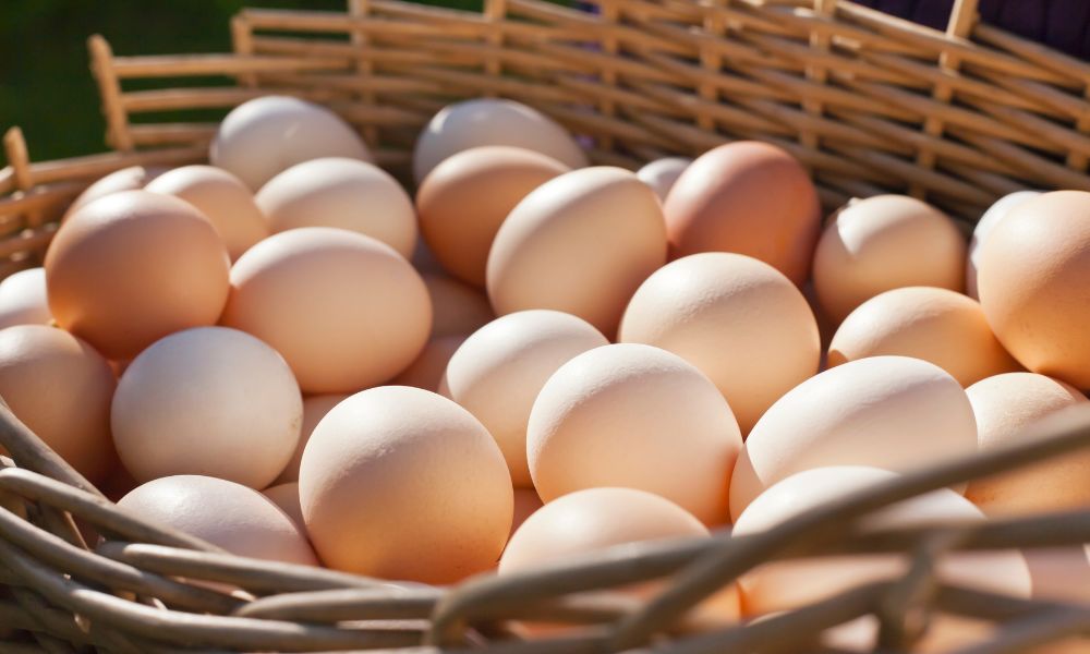 Fresh Eggs Storage Guide: How Long Do Fresh Eggs Last? 22