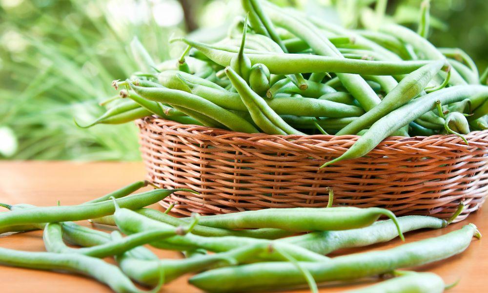 how to store green beans in the refrigerator