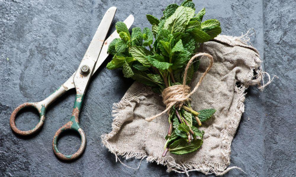 How long does fresh mint last? Maximize Your Mint’s Freshness with These Tips 2