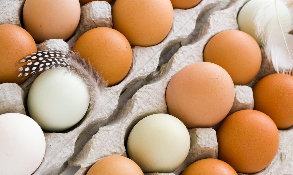 Fresh Eggs Storage Guide: How Long Do Fresh Eggs Last? 2