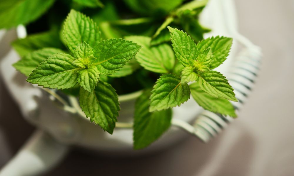 How long does fresh mint last? Maximize Your Mint’s Freshness with These Tips 15