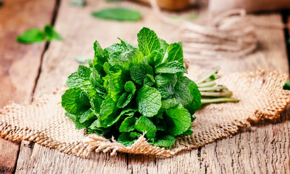 How long does fresh mint last? Maximize Your Mint’s Freshness with These Tips