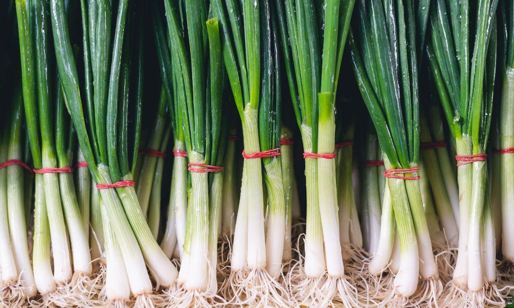 Store Spring Onions in the Fridge Like a Pro: Best Techniques Revealed! 2