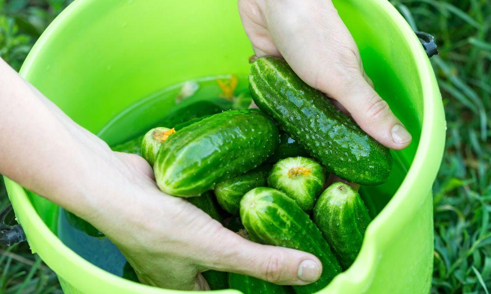 How to Store Cucumbers in the Fridge for Lasting Freshness & Crispness 2