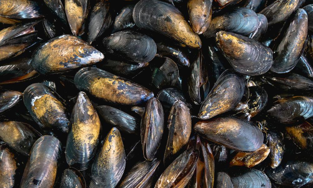 The Ultimate Guide to Storing Mussels: How Long Can You Keep Mussels in the Fridge? 2