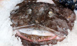 are monkfish dangerous