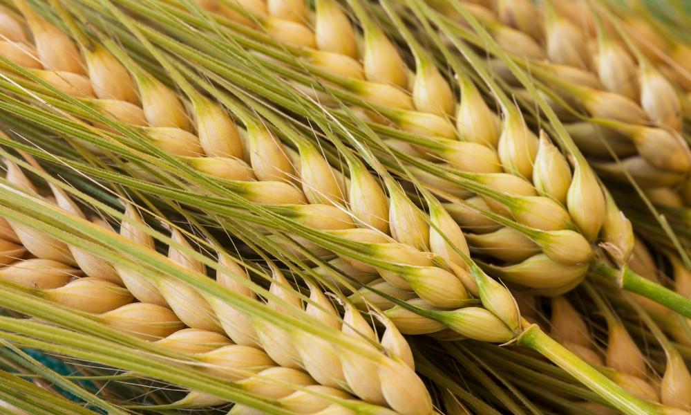 Farro vs Barley: Nutritional Benefits, and Sustainability 1