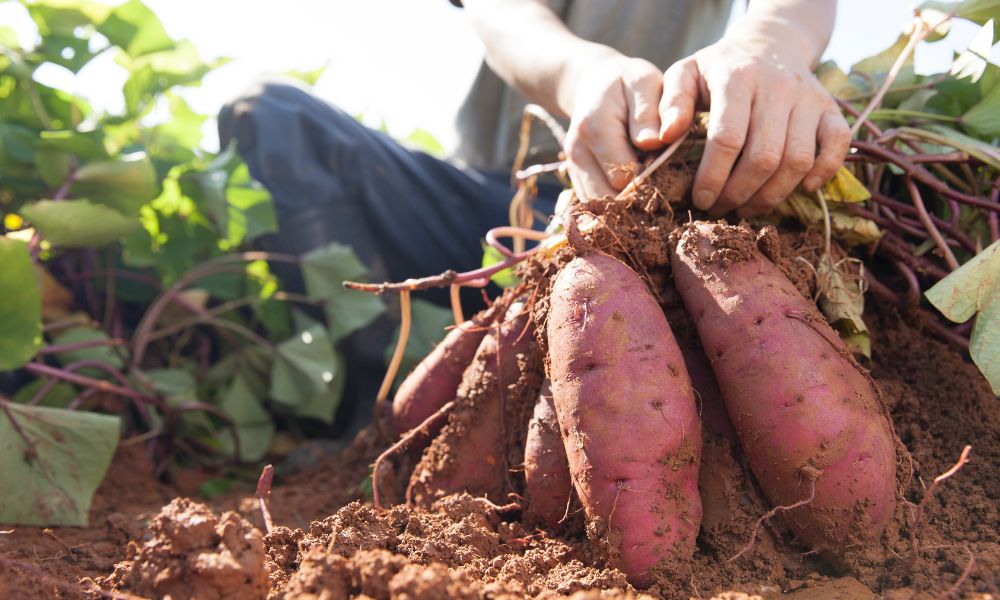 Natural or Enhanced: Are Red Potatoes Dyed? 11