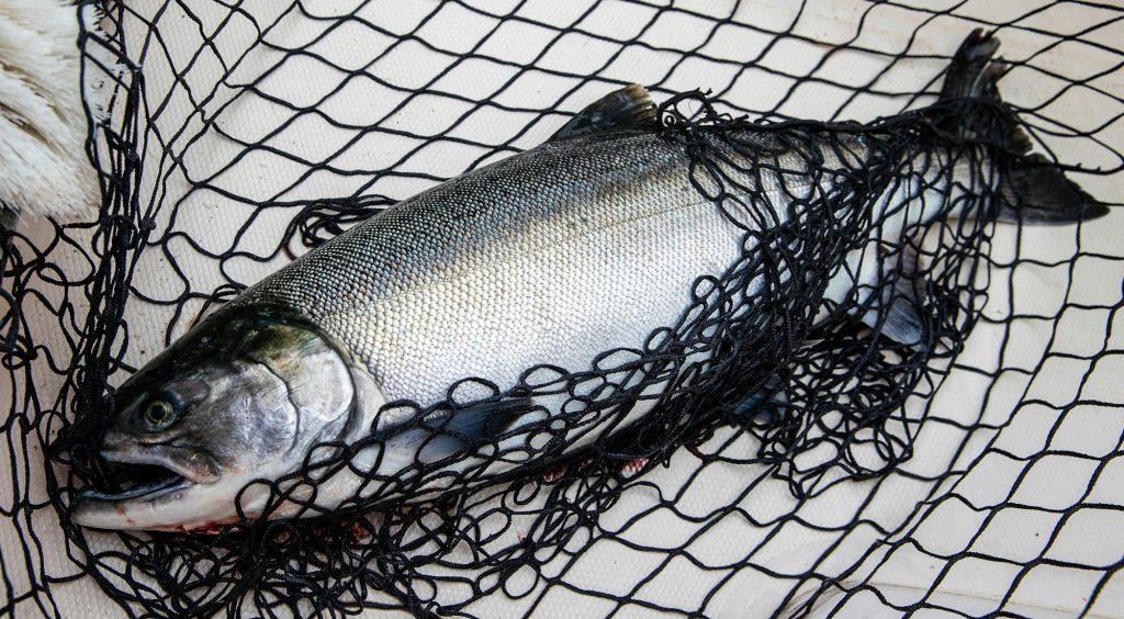 Fresh chinook salmon in a fishing net
