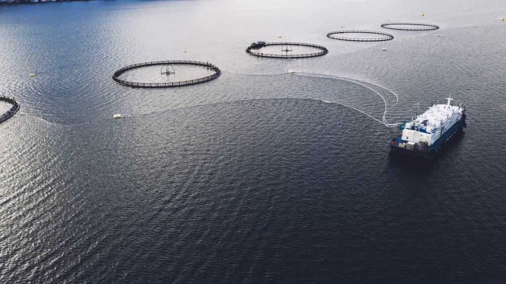 Salmon fish farming in Norway sea. Food industry, traditional craft production