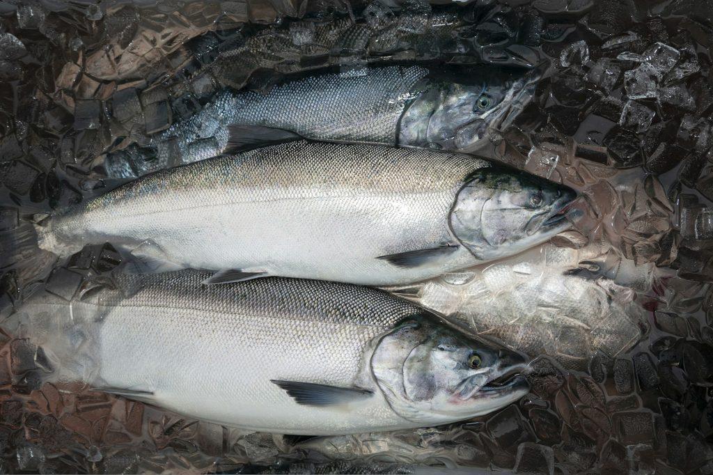 Silver or Coho salmon in Alaska freshly caught and kept fresh in ice