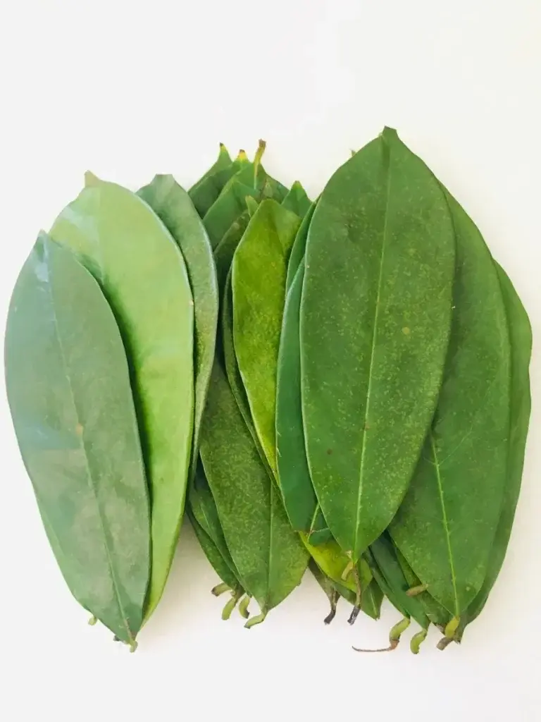 how to store soursop leaves