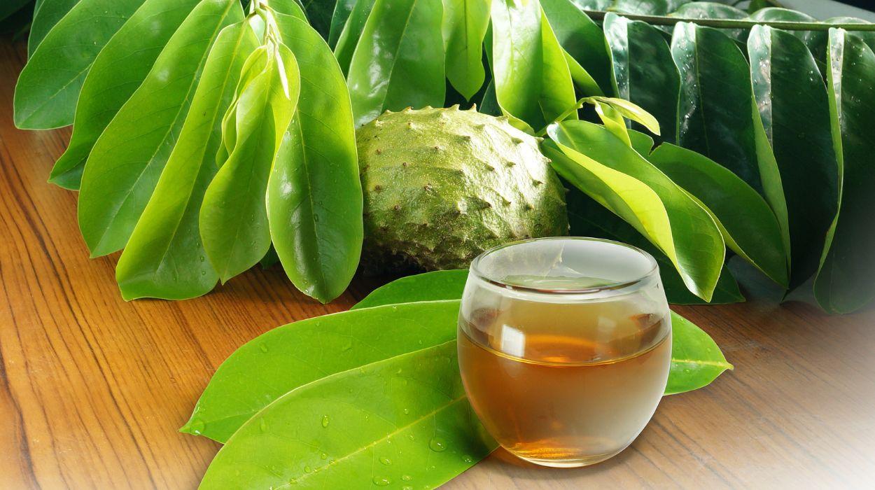 How to Store Soursop Leaves & Keep Them Fresh